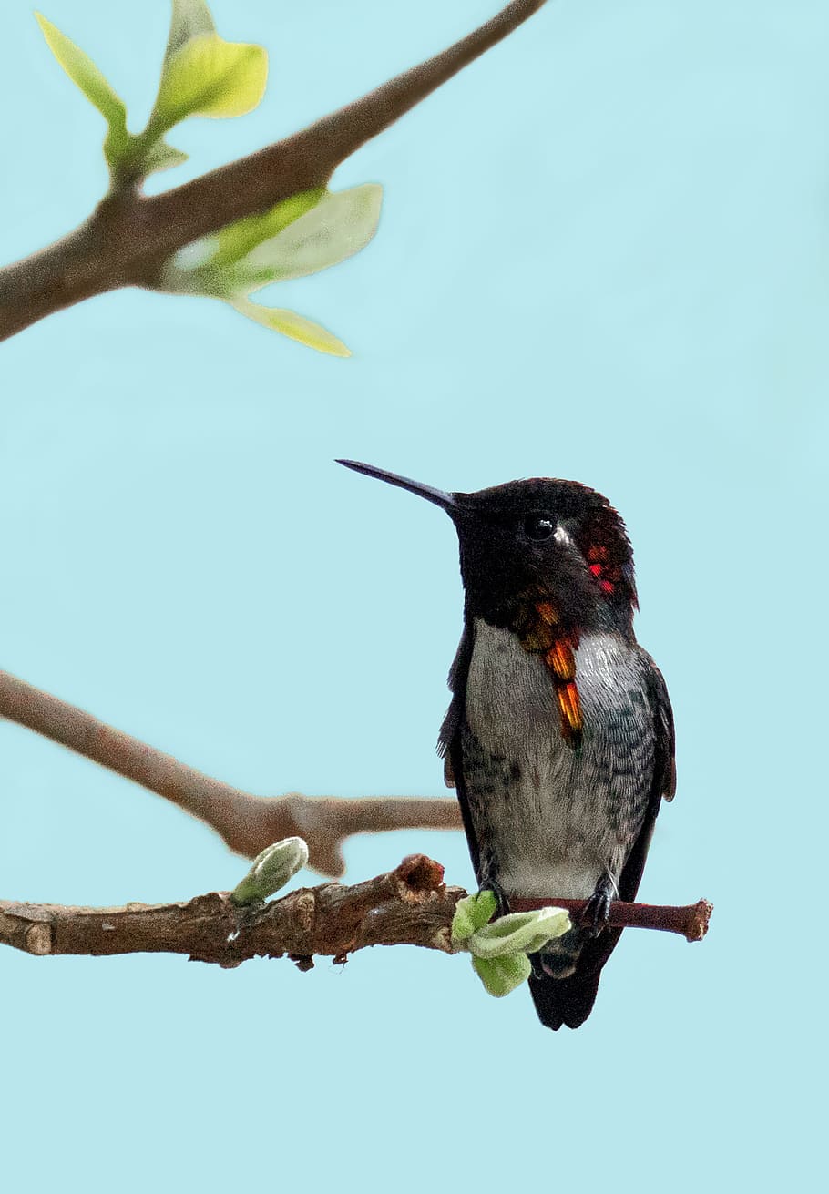 brown and black hummingbird on tree branch, cuba, small, nature HD wallpaper