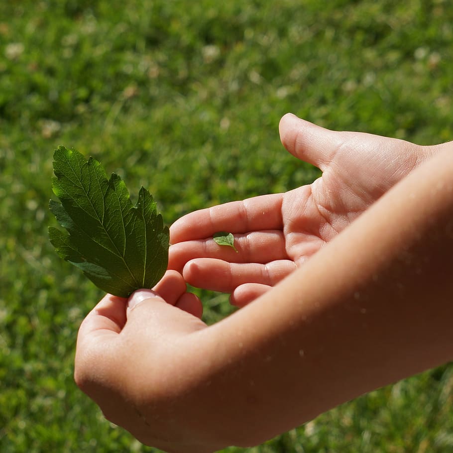 person holding green leaf, different-size, big and small, comparison, HD wallpaper
