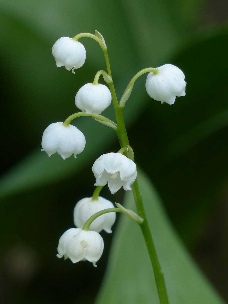 macro shot of white flowers, lily of the valley, blossom, bloom, HD wallpaper