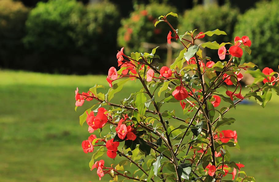 nature, leaf, flower, green, colour, plant, growth, flowering plant HD wallpaper