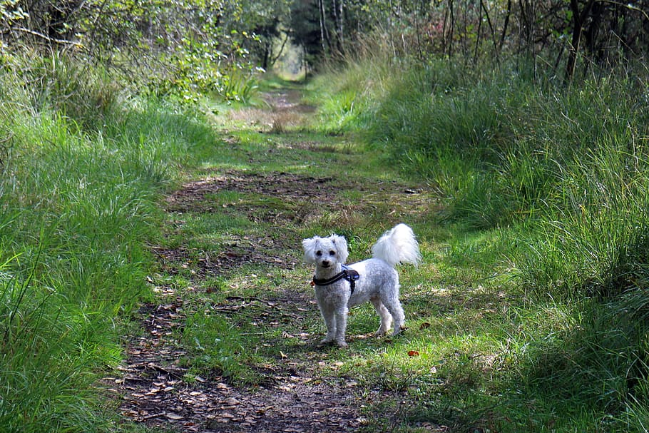 dog, wait, away, watch, forest path, nature, small dog, walk HD wallpaper