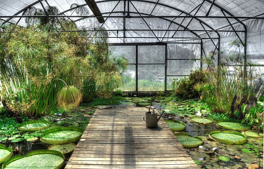 inside of greenhouse, lotus, waterlily, garden, pond, exotic