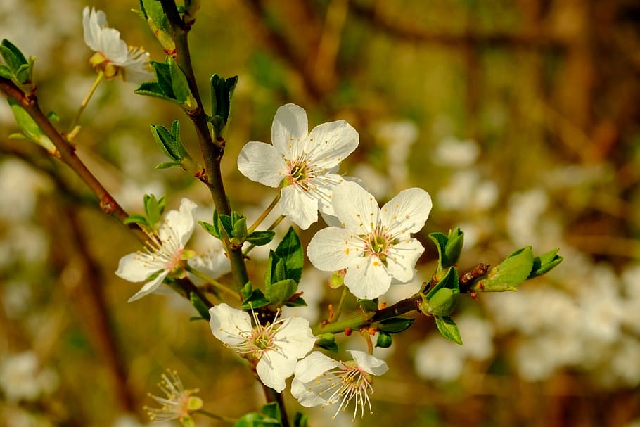 selective focus photography of white petaled flowers, blossom HD wallpaper