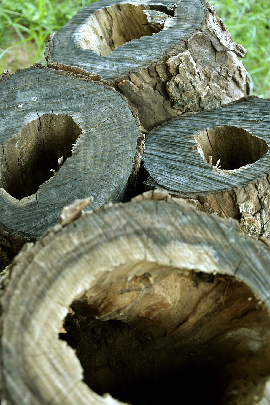 trunks, hollow trunk, bored, log, timber, close-up, tree, wood - material HD wallpaper