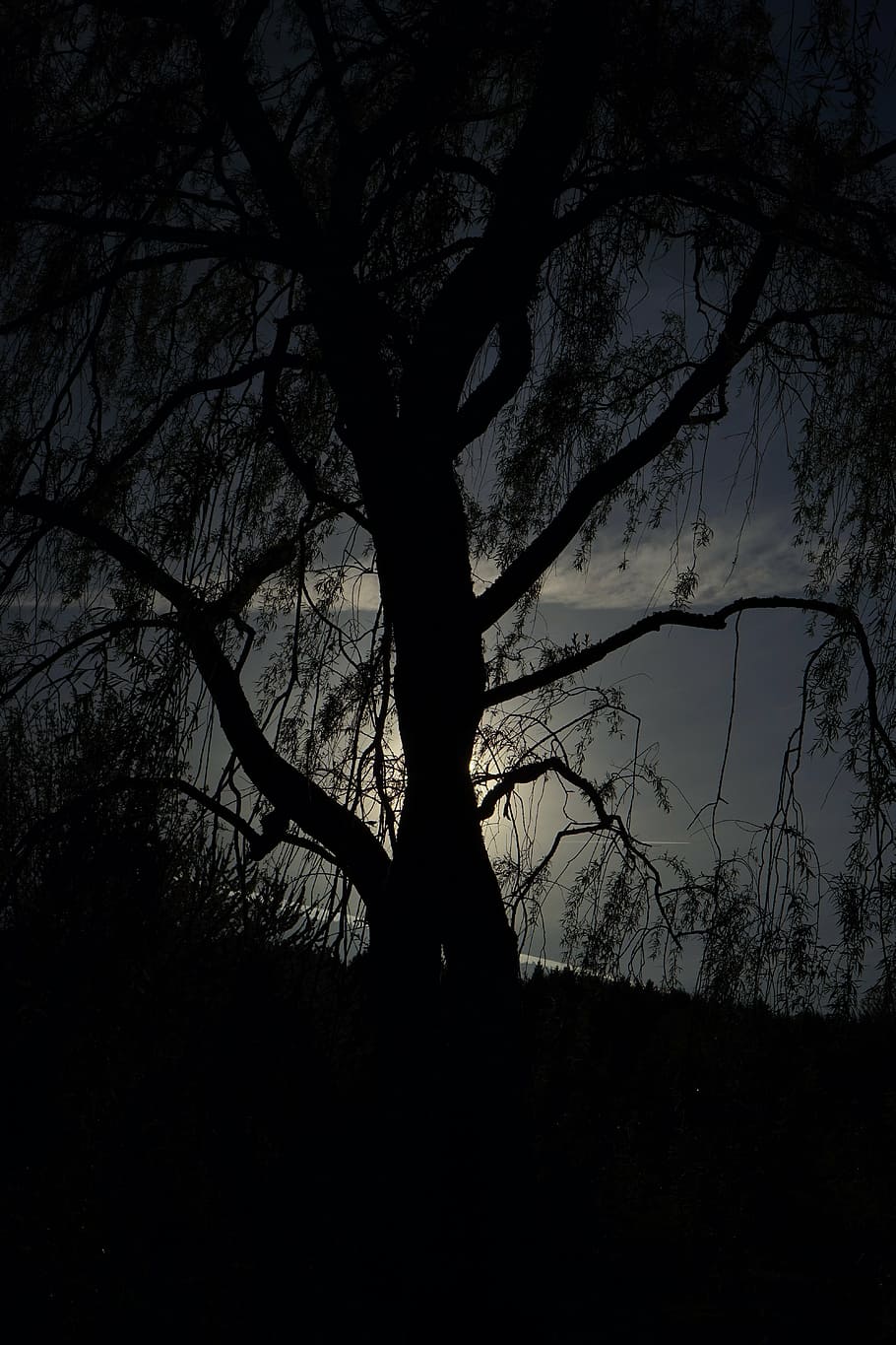 pasture, tree, back light, aesthetic, dark, threatening, night