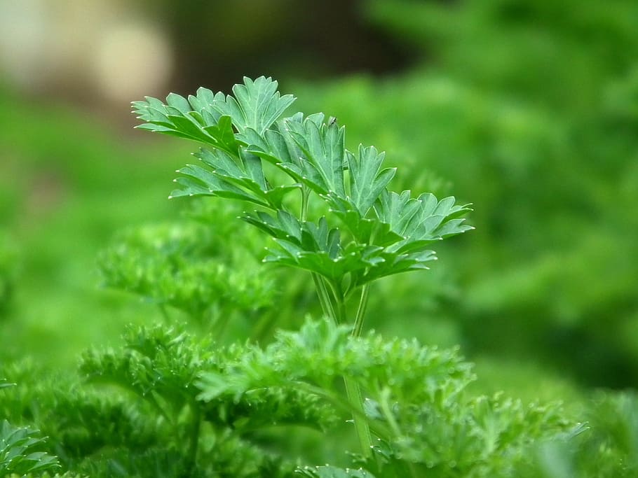 macro photography of green plant, parsley, seasoning, salad, greens