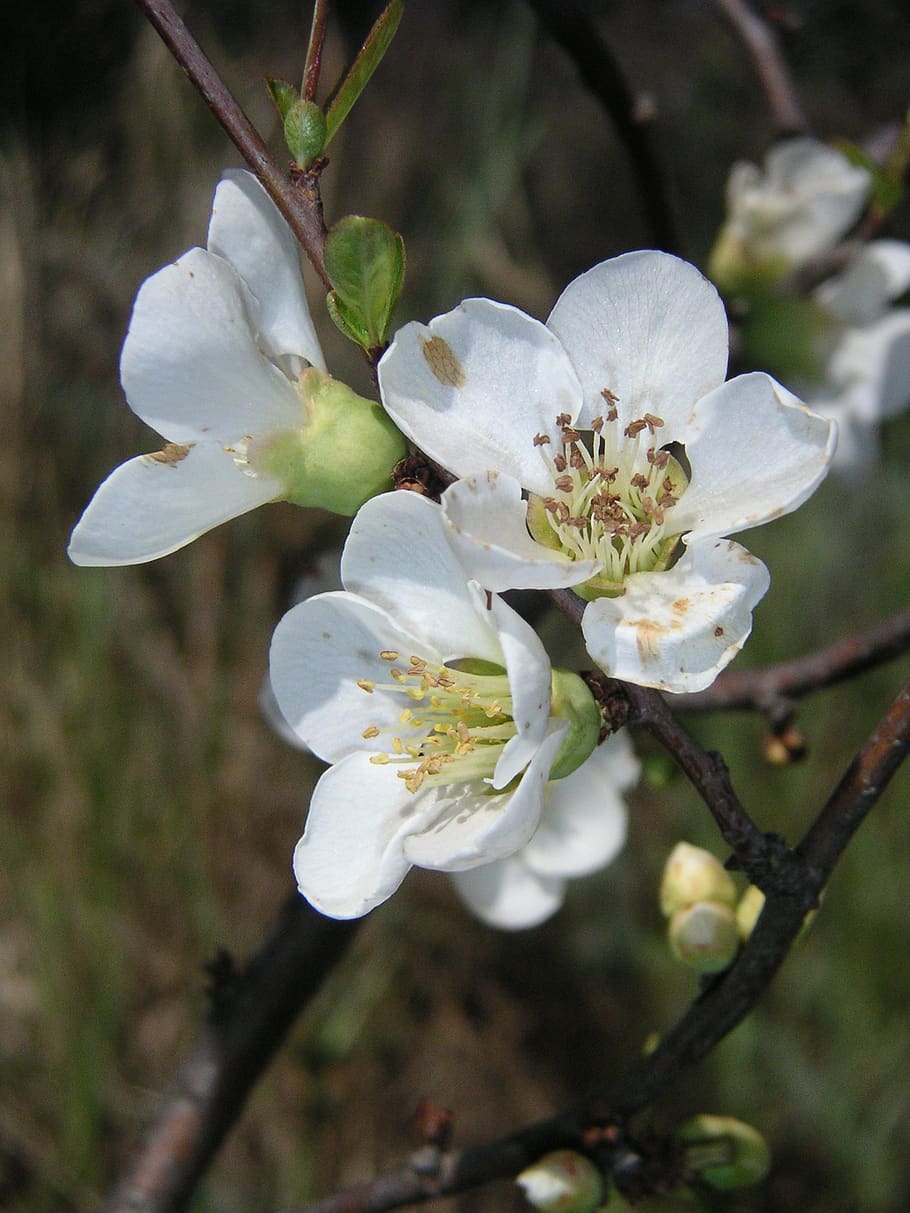 bud, spring, flower, fragility, plant, beauty in nature, vulnerability HD wallpaper