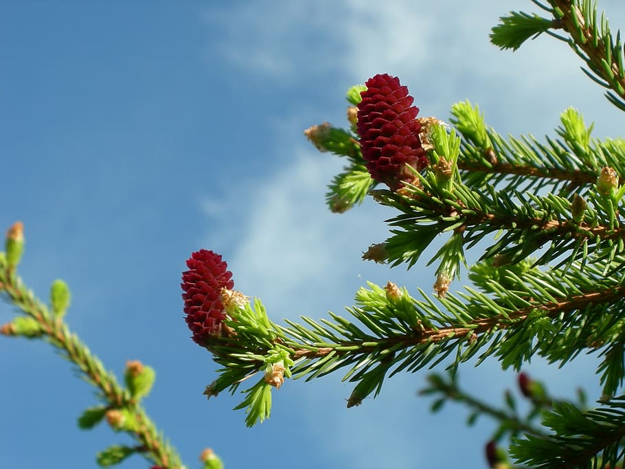 pinecones, spruce, our, tree, nature, branch, coniferous Tree HD wallpaper