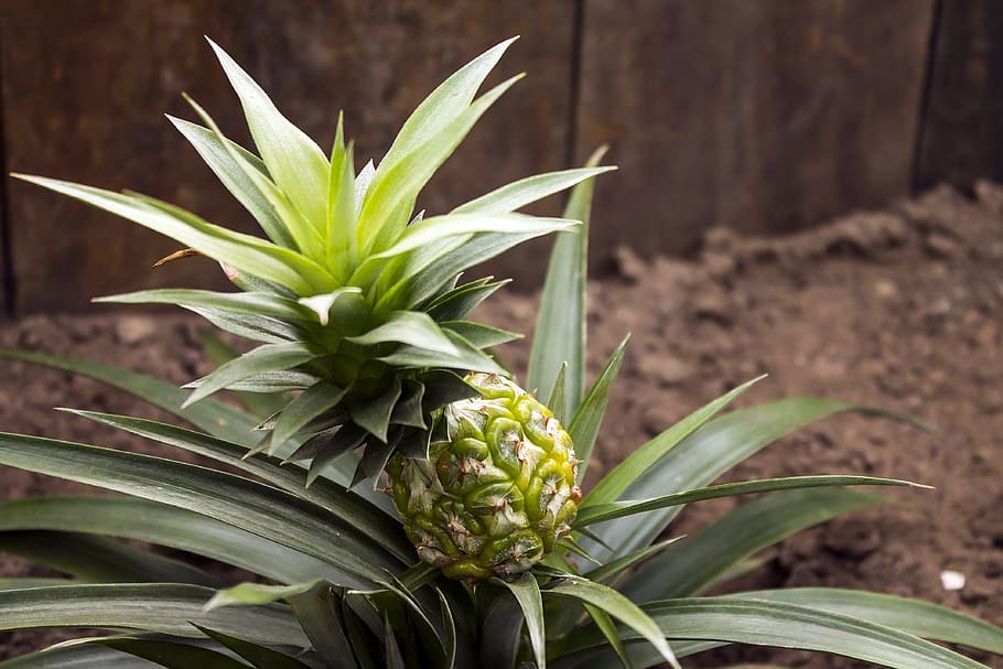 Pineapple, Fruit, Plant, Nature, plants, garden, immature, growth, HD wallpaper