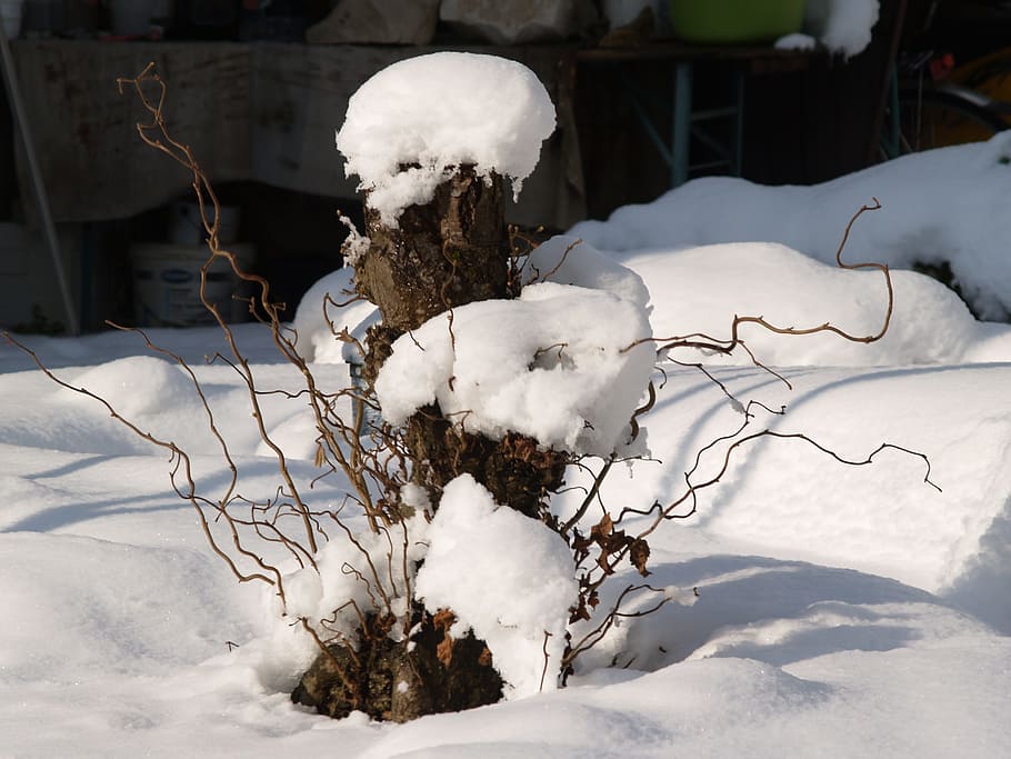 tree trunk, snow, winter, white, no people, cold temperature HD wallpaper