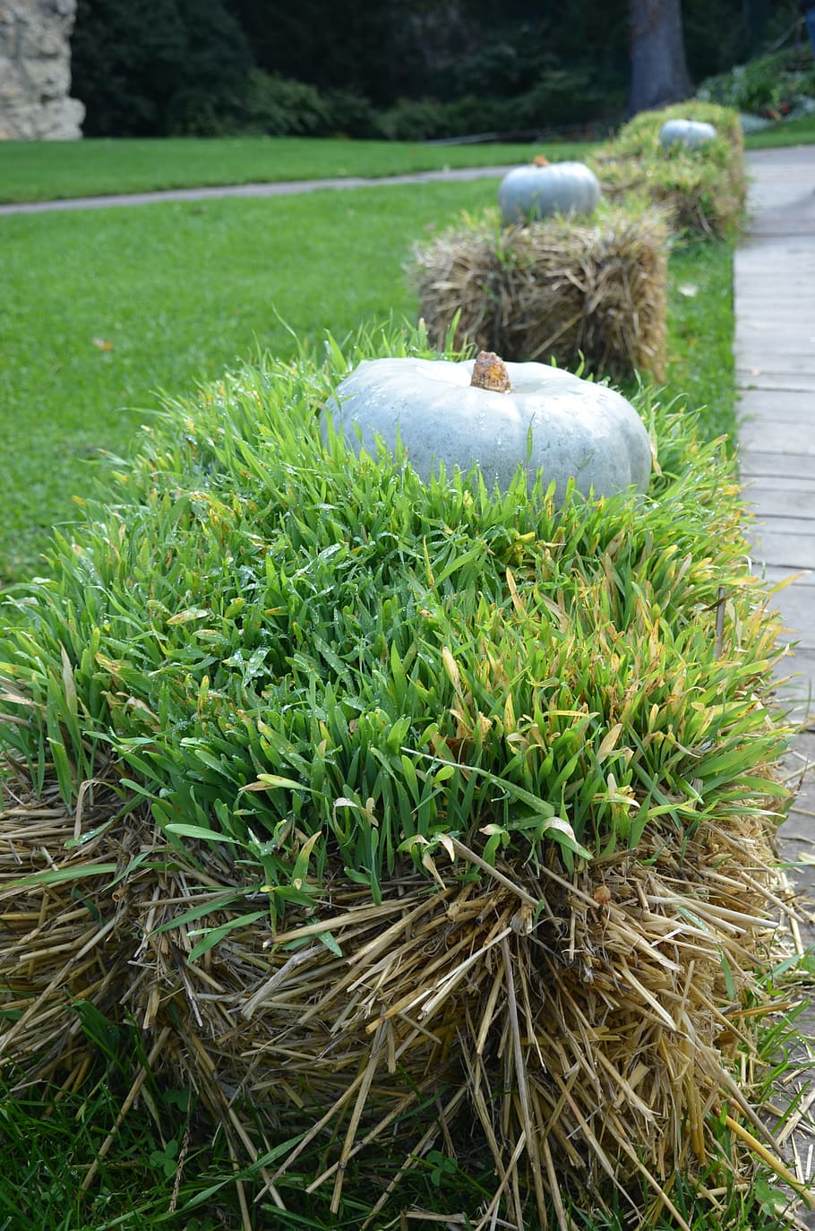 pumpkin, autumn, straw, grass, agriculture, october, deco, plant HD wallpaper