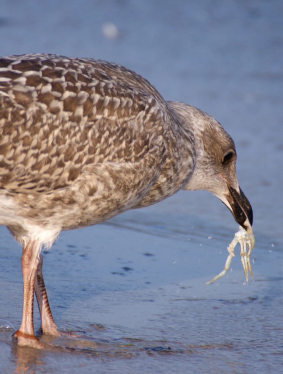 gull, young bird, fish, crabs, bill, eat, beach, water, sea HD wallpaper