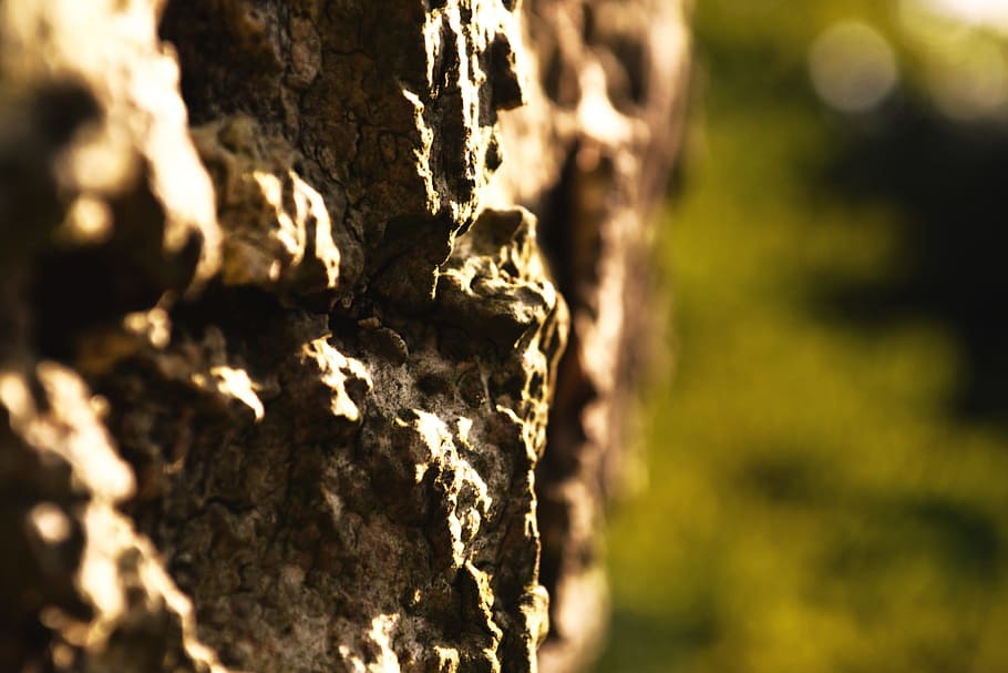 bark, tree, nature, log, structure, oak, forest, tribe, wood HD wallpaper