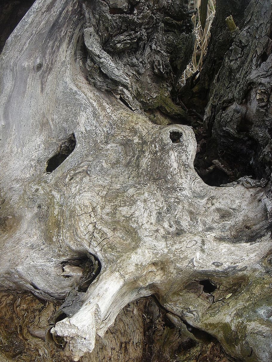 defeated, old, tree, decay, wood, no people, rock, rough, nature HD wallpaper