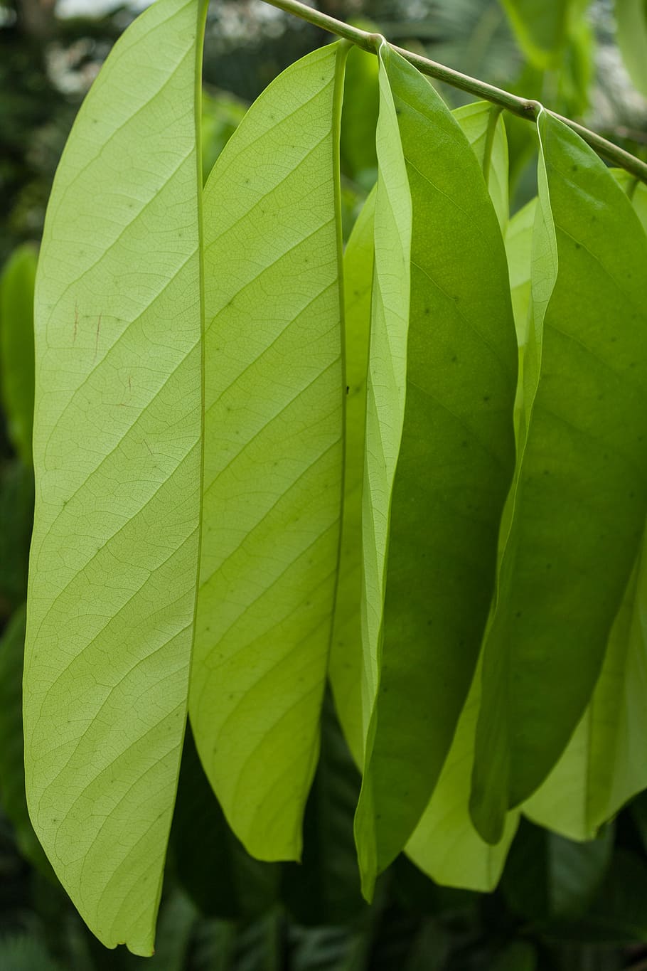 leaf, plant, growth, nature, plant part, green color, close-up HD wallpaper
