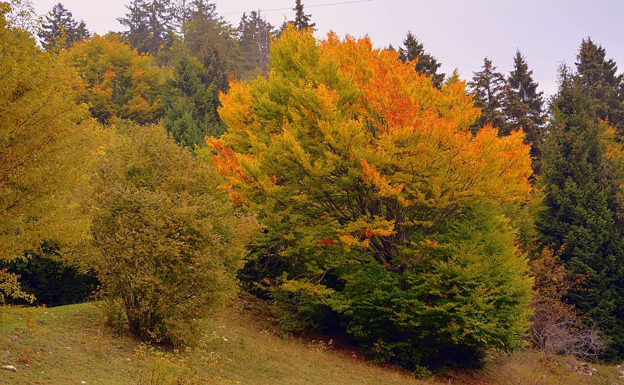 forest, autumn, trees, landscape, mountain, the european path HD wallpaper