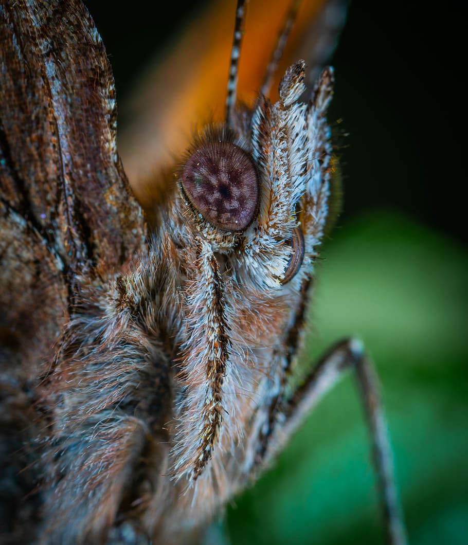 butterfly, lepidoptera, macro, one animal, animal themes, animal wildlife HD wallpaper