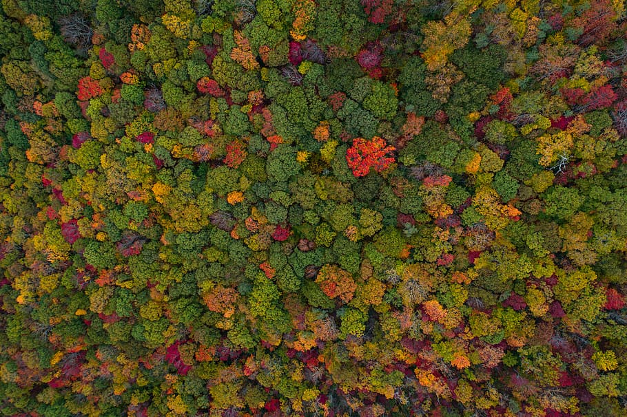 aerial view of green forest, assorted-color leafs of trees in aerial shot HD wallpaper