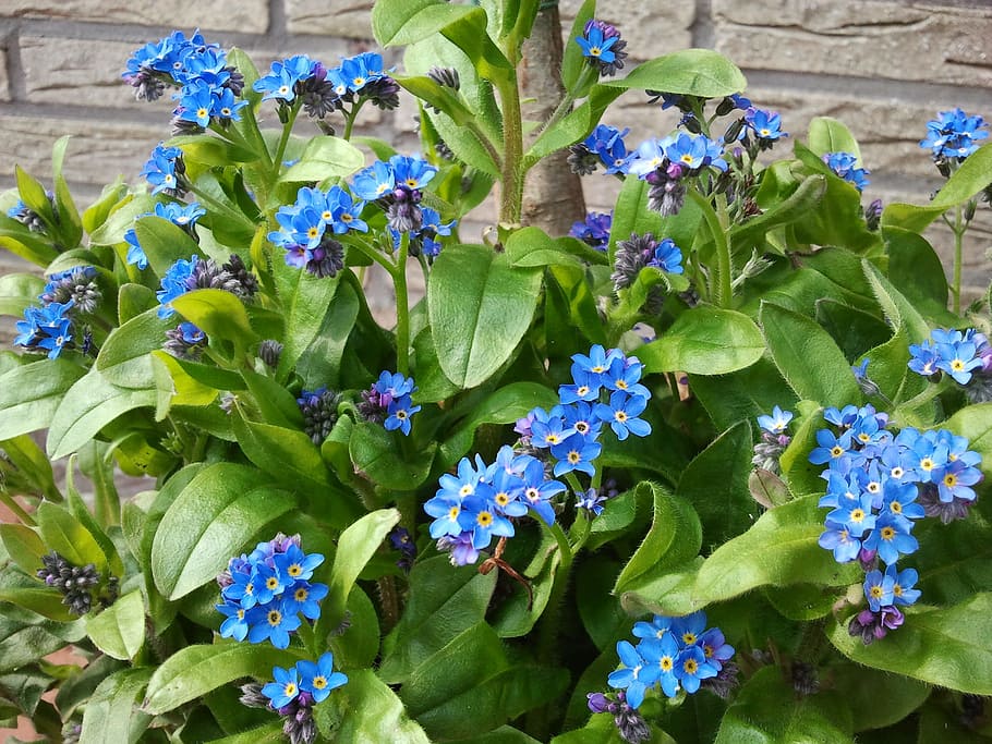 Forget Me Not, Flower, Plant, blue, spring, bloom, blue forest-forget me not HD wallpaper