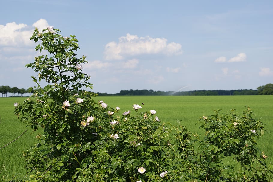 nature, regional, tree, trees, light, agriculture, meadow, fields HD wallpaper