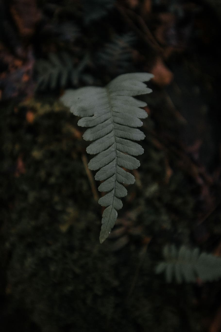 green leaf shallow focus photography, green leaf plant, fern HD wallpaper