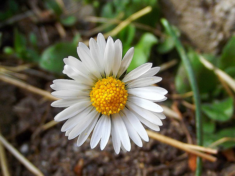 daisy, macro, flower, spring, plant, flowering, petals, white flower HD wallpaper