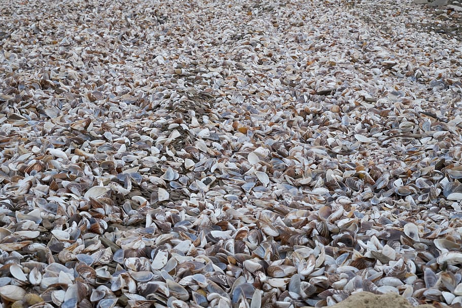 mussels, coquina, shellfish, beach, lake, sea, ocean, holiday HD wallpaper