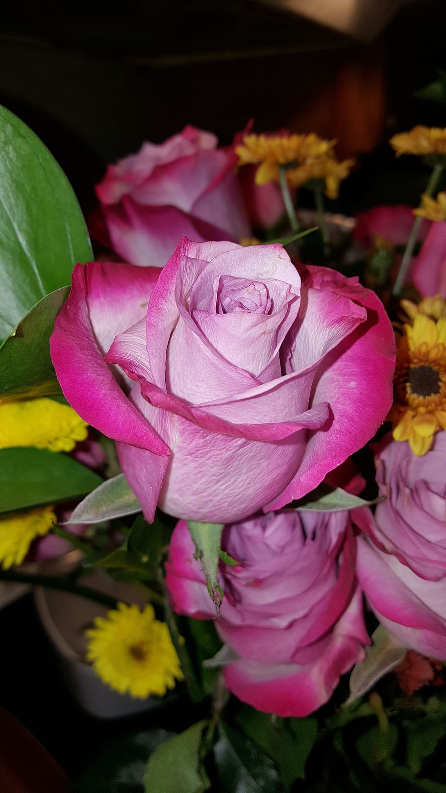 rose, bunch, green, flower, flowering plant, beauty in nature HD wallpaper