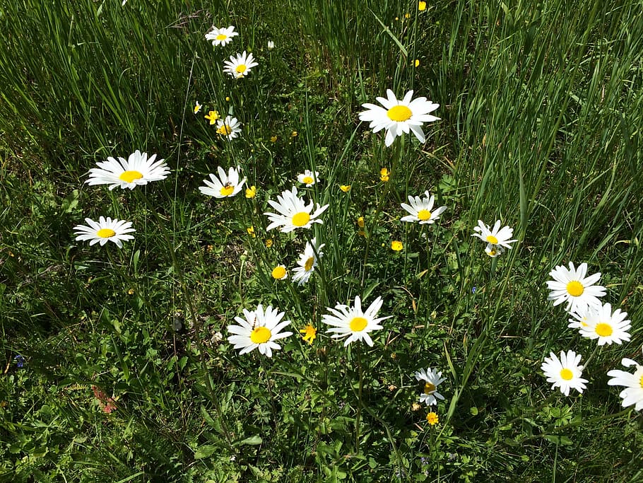 daisies, nature, alpine, alm, flowering plant, freshness, fragility HD wallpaper