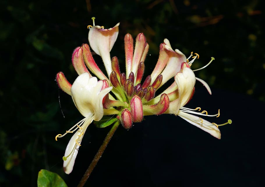 flower, blossom, bloom, plant, of course, garden, close, flowering plant HD wallpaper