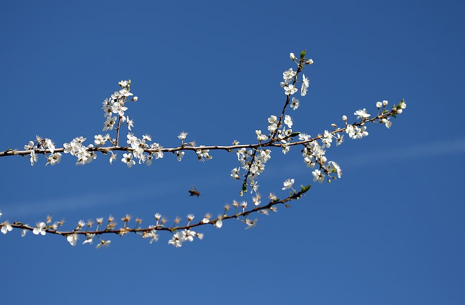 flowers, casey, white, spring, fruit tree, corcodus, sky, flowering plant HD wallpaper
