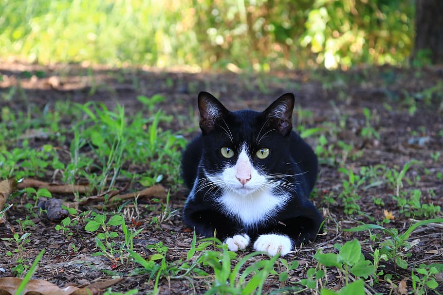 white and black cat lying on ground near grass, Eyes, Face HD wallpaper