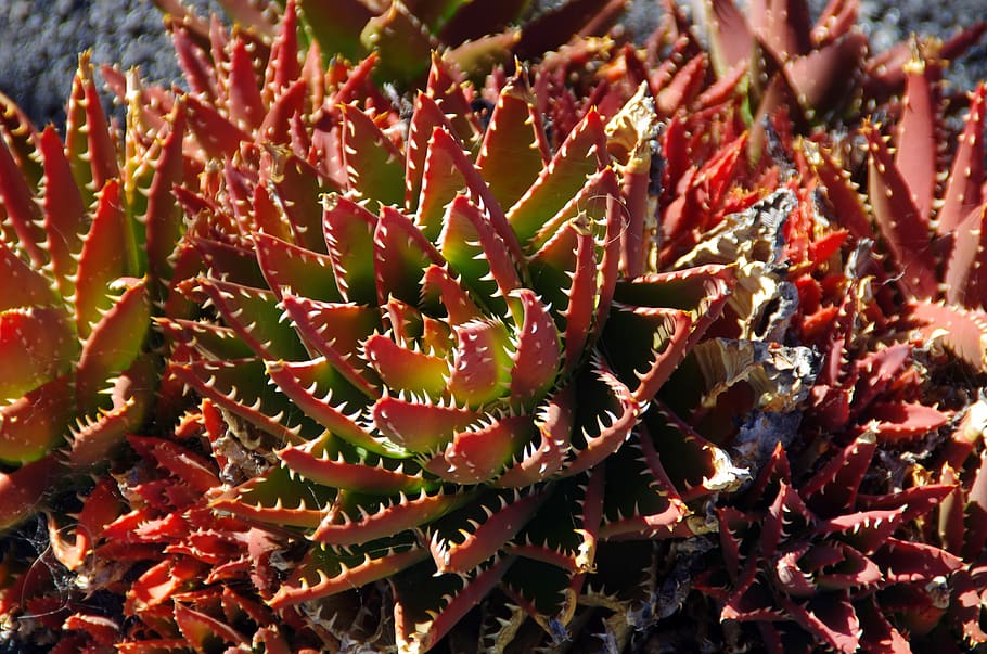 lanzarote, succulent, red, thorns, teeth, quills, red rose, HD wallpaper