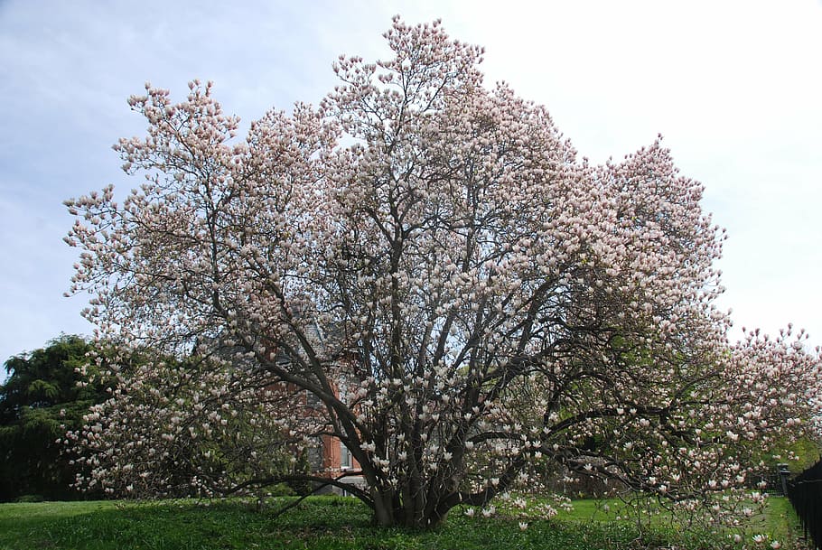 tree, blossom, spring, cherry, pink, bloom, blooming, season HD wallpaper