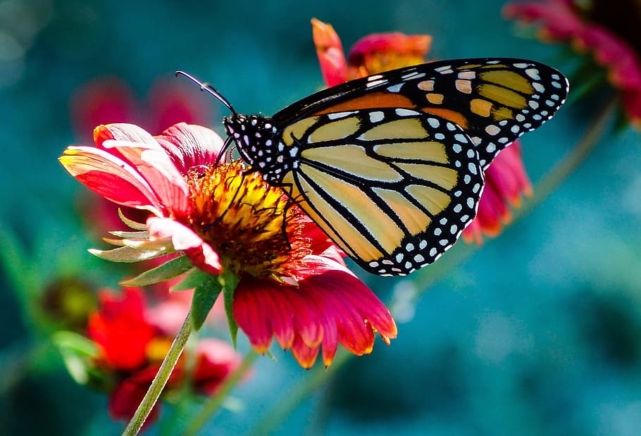 selective focus photo of monarch butterfly perch on flower, pink