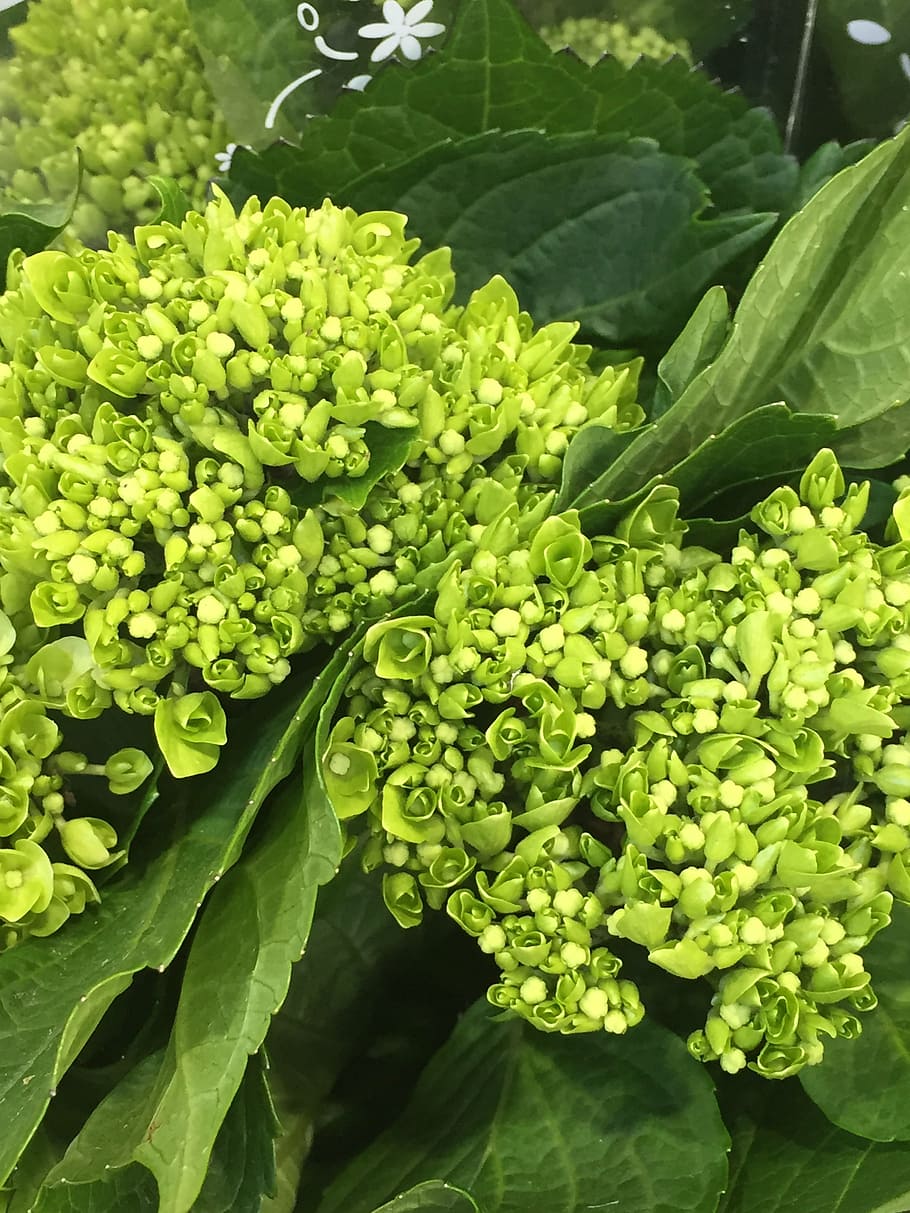 botany, hydrangea, flower, green, close up, bouquet, florist HD wallpaper
