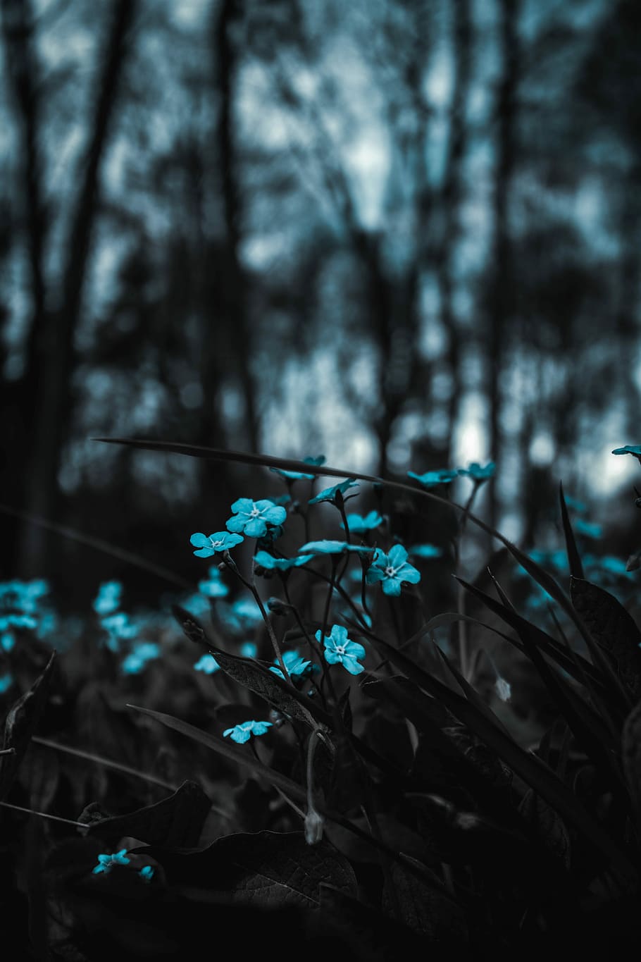 blue petaled flowers in forest, teal flowers, bloom, wildflower HD wallpaper