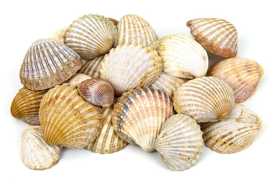 white and brown seeshells, background, beach, collection, isolated HD wallpaper