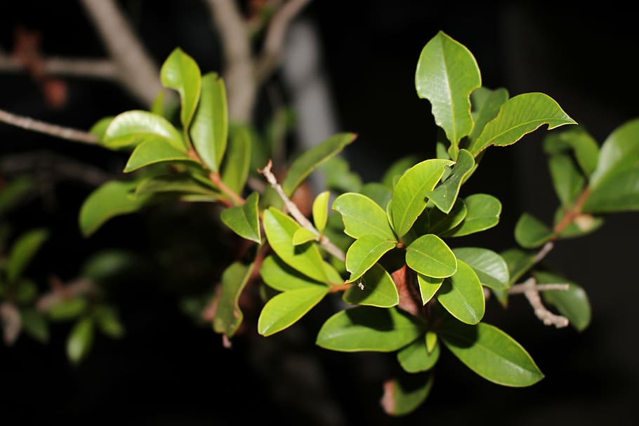 leaf, bush, plant, plant part, growth, nature, green color HD wallpaper