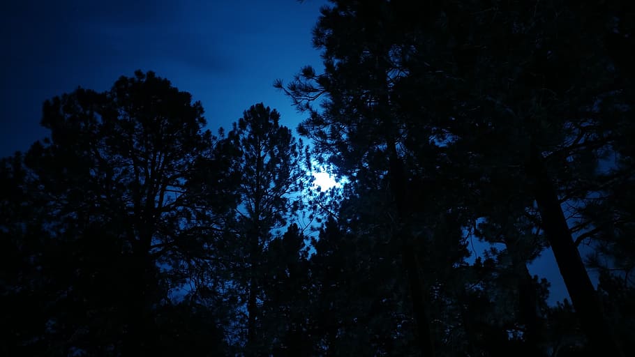 moonlight, night, dark, sky, blue, silhouette, midnight, outdoor HD wallpaper