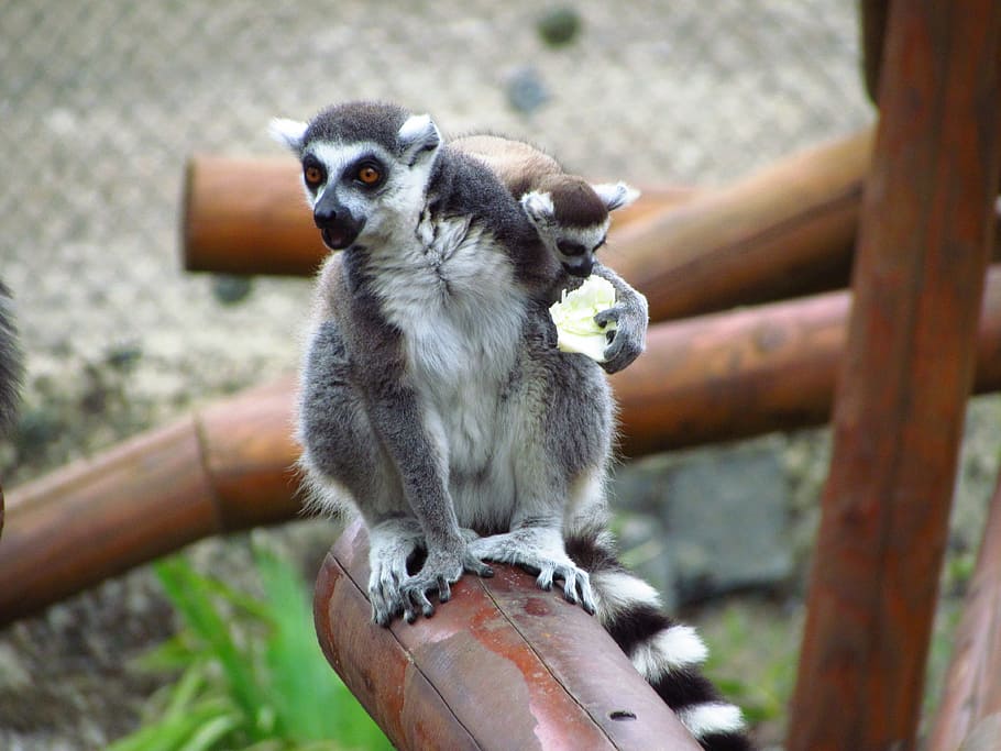 Lemar, Post, Zoo, animal wildlife, one animal, animal themes HD wallpaper