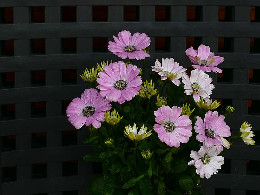pink and white daisy flowers with water droplets, cape basket