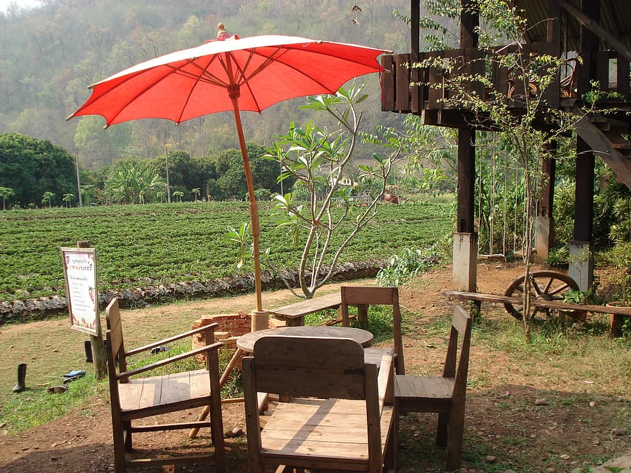umbrella, café, table, chairs, seat, plant, nature, protection HD wallpaper