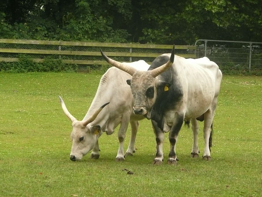 hungarian grey cattle, horns, sanfrancisco, freiburg, domestic animals, HD wallpaper