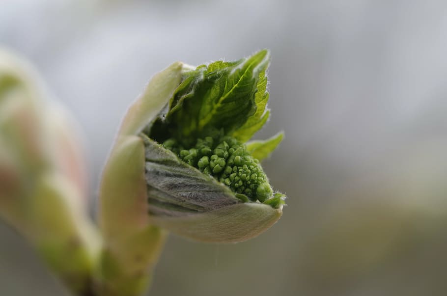 spring, bud, maple, macro, food and drink, freshness, vegetable HD wallpaper