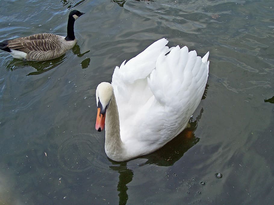 mute swan, cygnus olor, waterfowl, cob, male bird, white, plumage, HD wallpaper