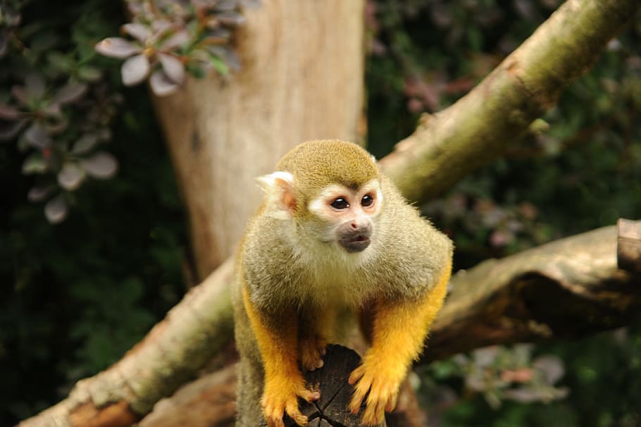 squirrel monkey, cute, mammal, wildlife photography, exotic HD wallpaper