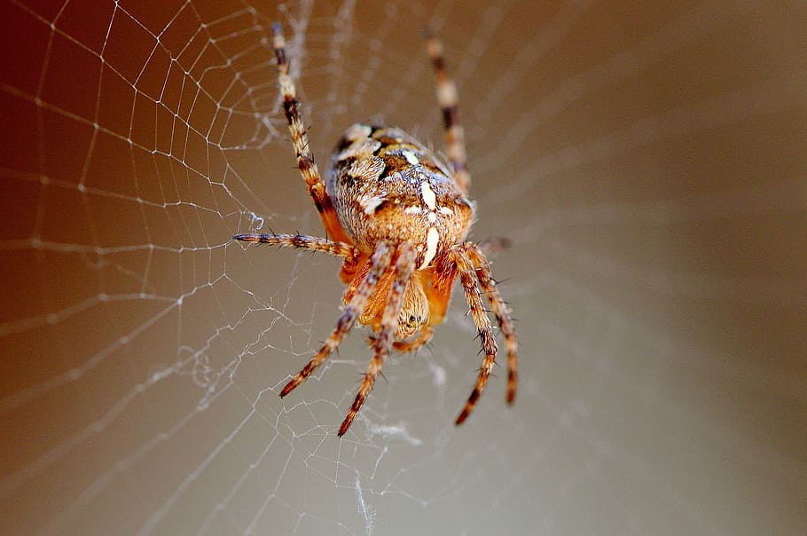 spider, insect, close, cobweb, animal, nature, network, spider Web HD wallpaper