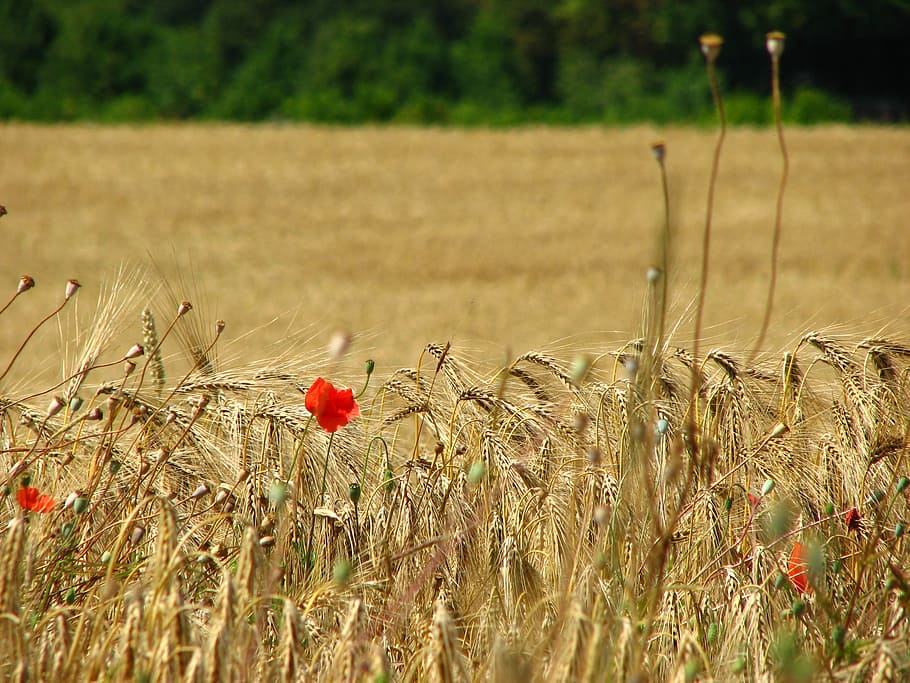 wheat field, spike, cornfield, poppy, cereals, red, yellow HD wallpaper