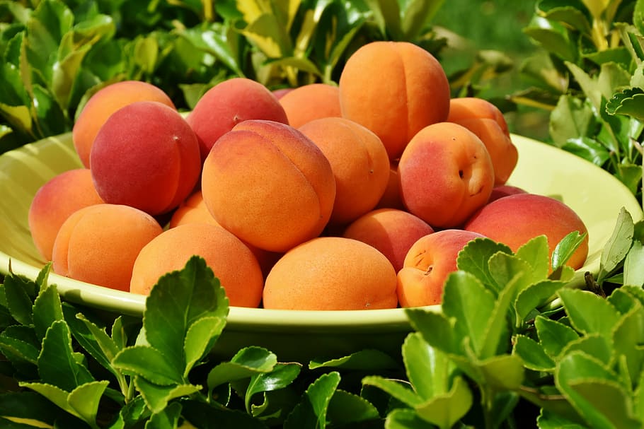 focused photo of fruits on plate, apricots, sweet, healthy, delicious